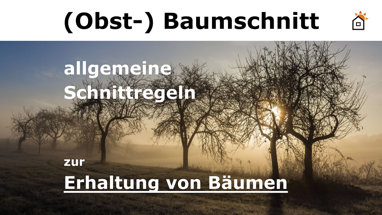 allgemeine Schnittregeln zur Erhaltung von Bäumen
