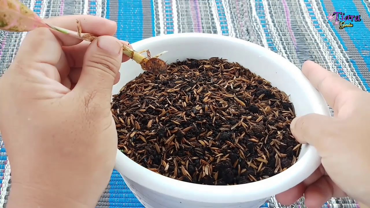 Aglonema : Repotting Anakan Red Sumatera