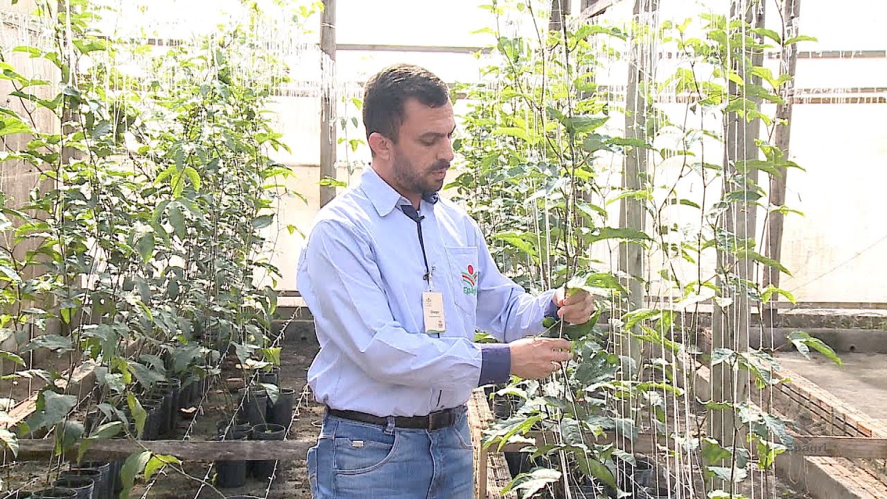 Maracujá - Produção de mudas avançadas