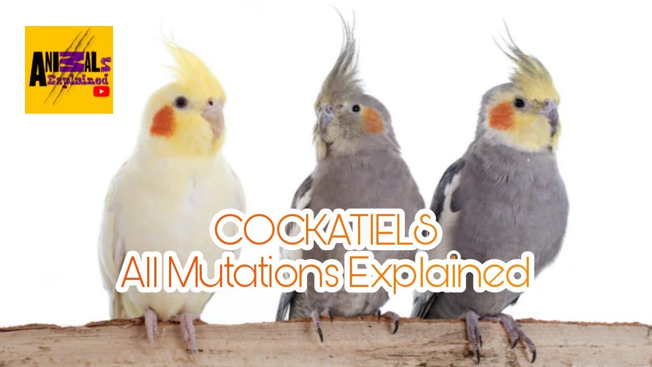 COCKATIELS (Nymphicus hollandicus) | All mutations Explained | 15+ Mutations