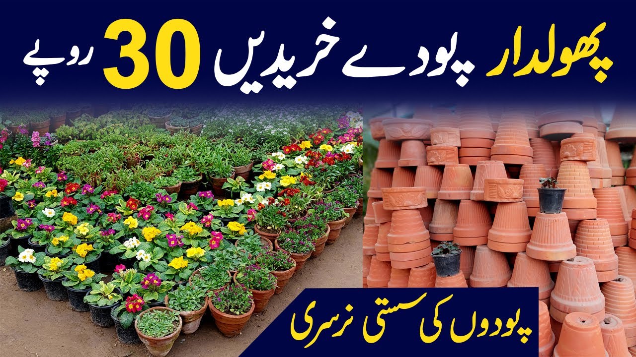 سستے ان ڈور آؤٹ ڈور پلانٹس کی نرسری | پھولوں والے پودے 30 روپے سے شروع | پورے خریدیں ہول سیل ریٹ پر