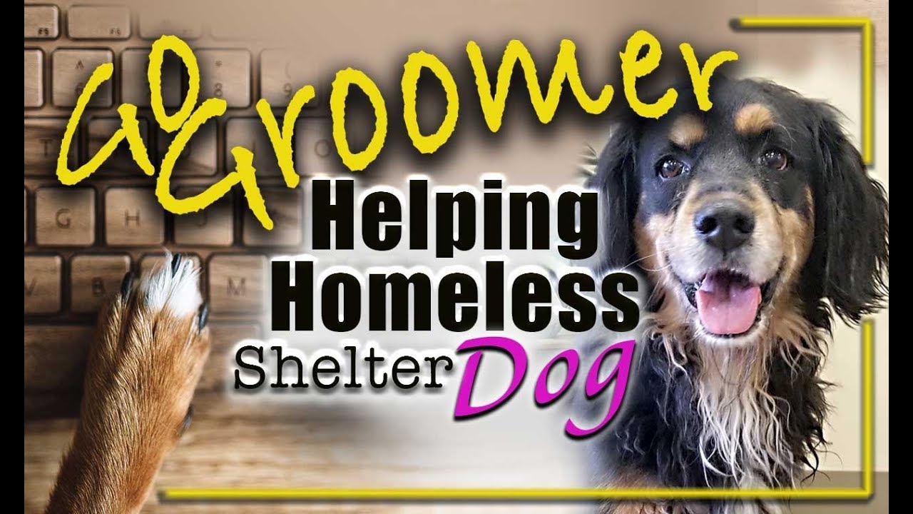 Helping a homeless Dog | unedited