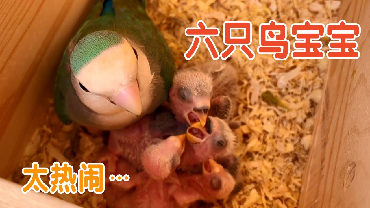 鹦鹉下蛋记丨牡丹鹦鹉历时三十天辛苦孵化，六颗鸟蛋平安出壳【叁伍萌宠】