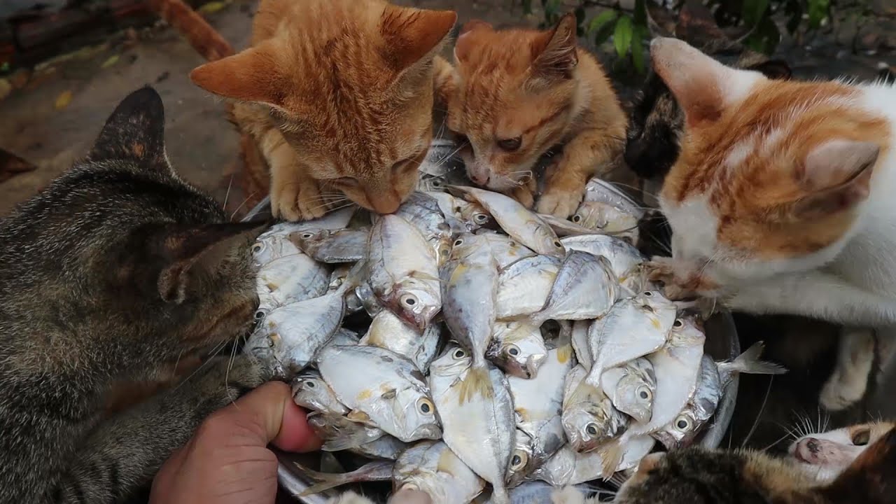 Кошки едят сырую рыбу - Котята едят рыбу | Кормление кошек