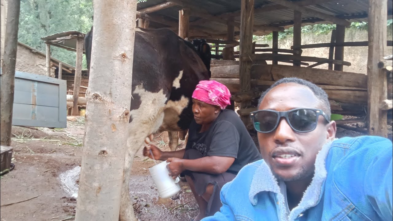 EXCITING STORY OF TWO DIFFERENT COWS 