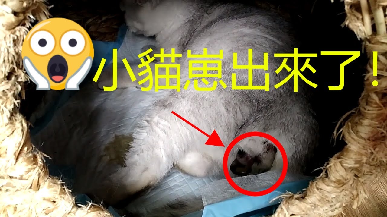 貓咪生產過程|我家貓咪的生產過程超清晰呈現，本人实拍（第一部分）