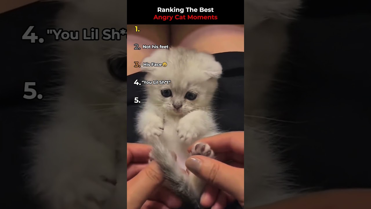 Ranking The Best Angry Cat Moments