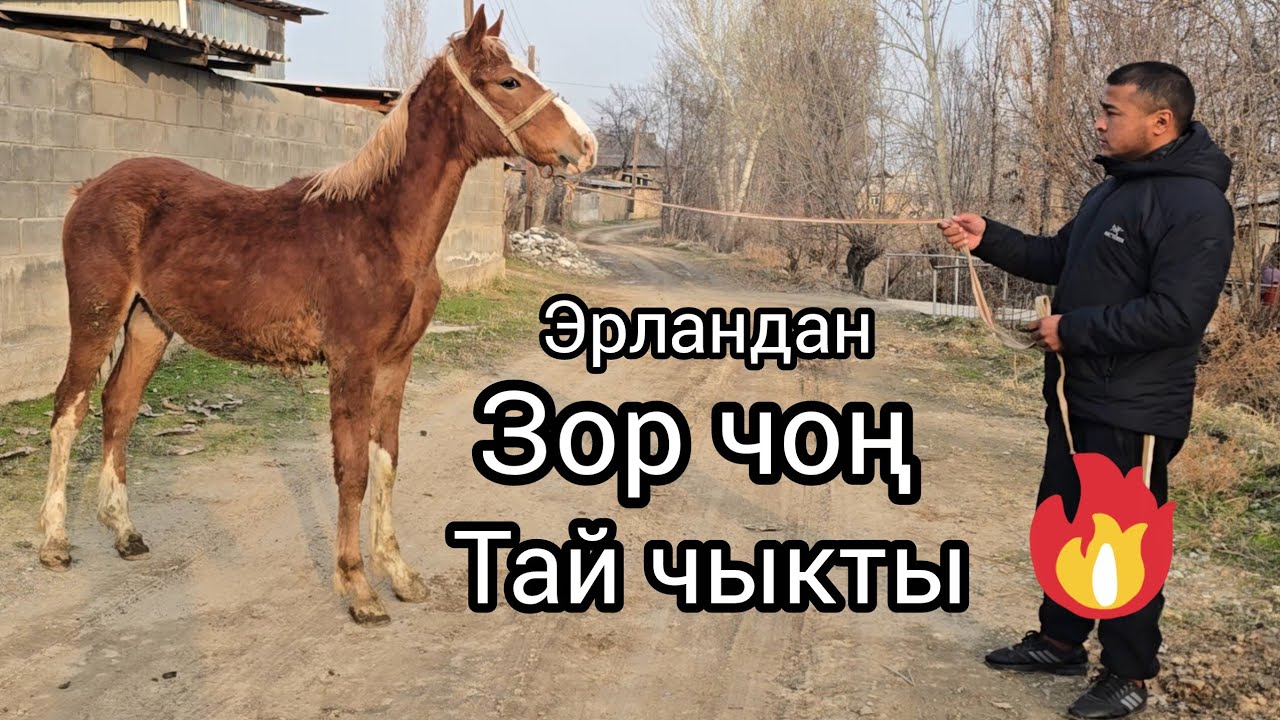 Бүгүн 2 март 2026 Эрландан Чоң тай чыкты #кыргызстан #узбекистон #арабскиелошади #horsemanship 