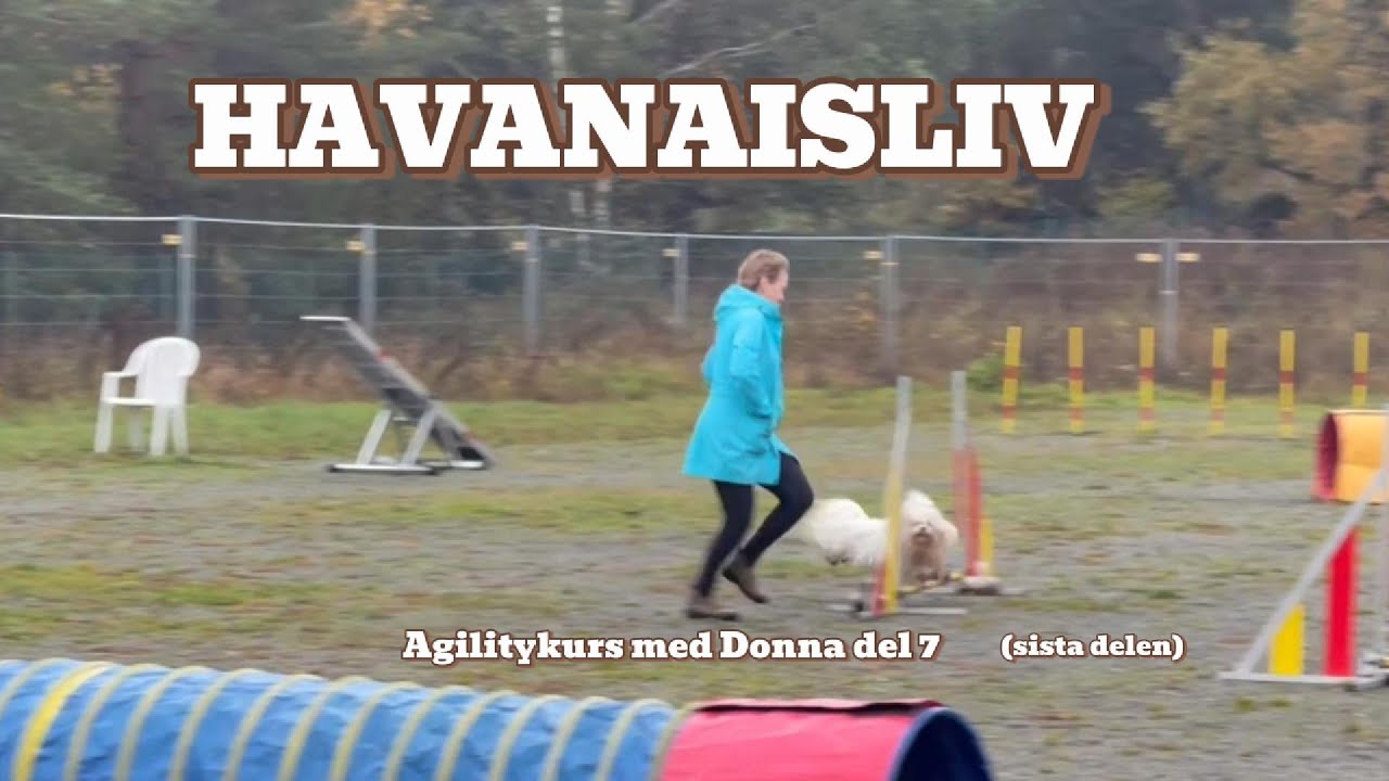 Agilitykurs med Donna del 7
