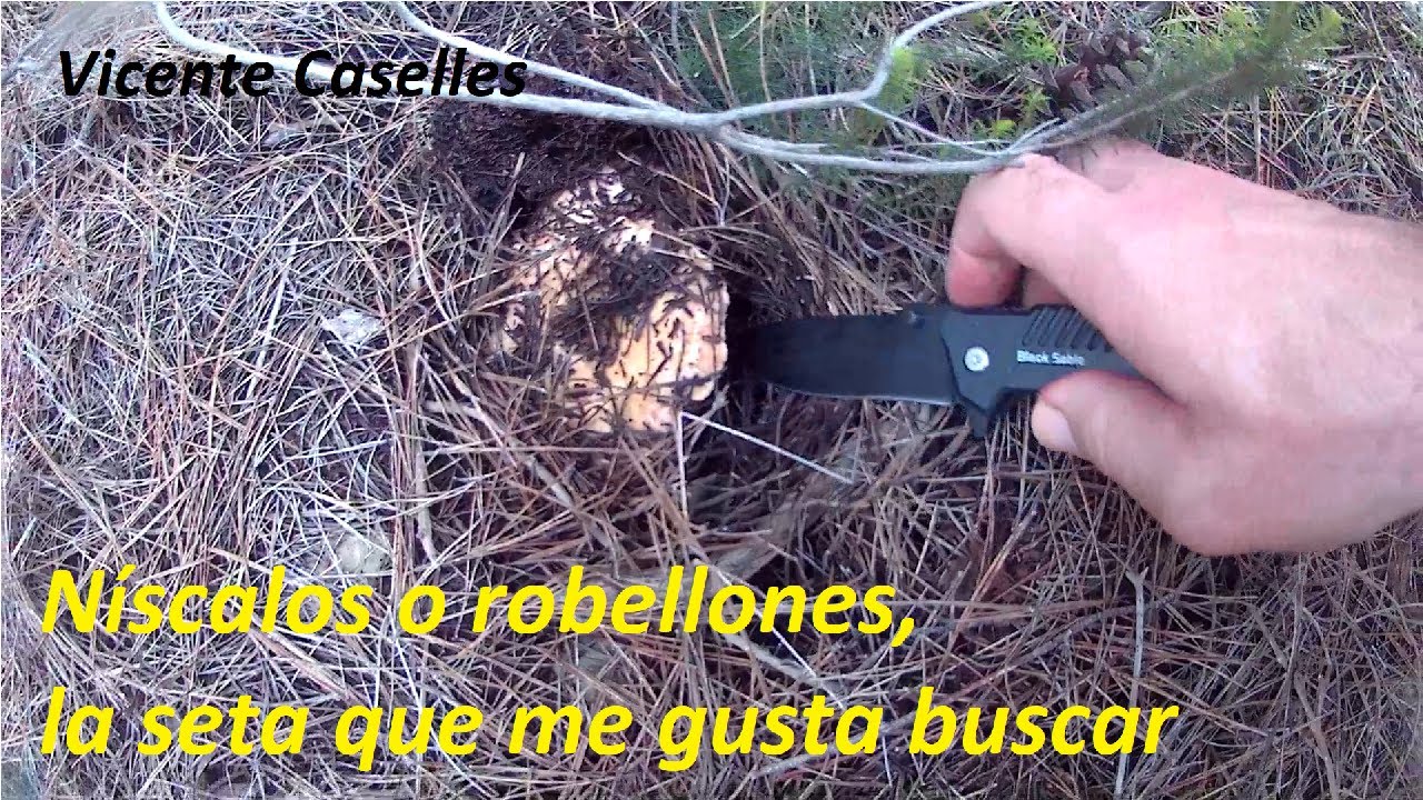 N&iacute;scalos o robellones la seta m&aacute;s f&aacute;cil de reconocer para los principiantes