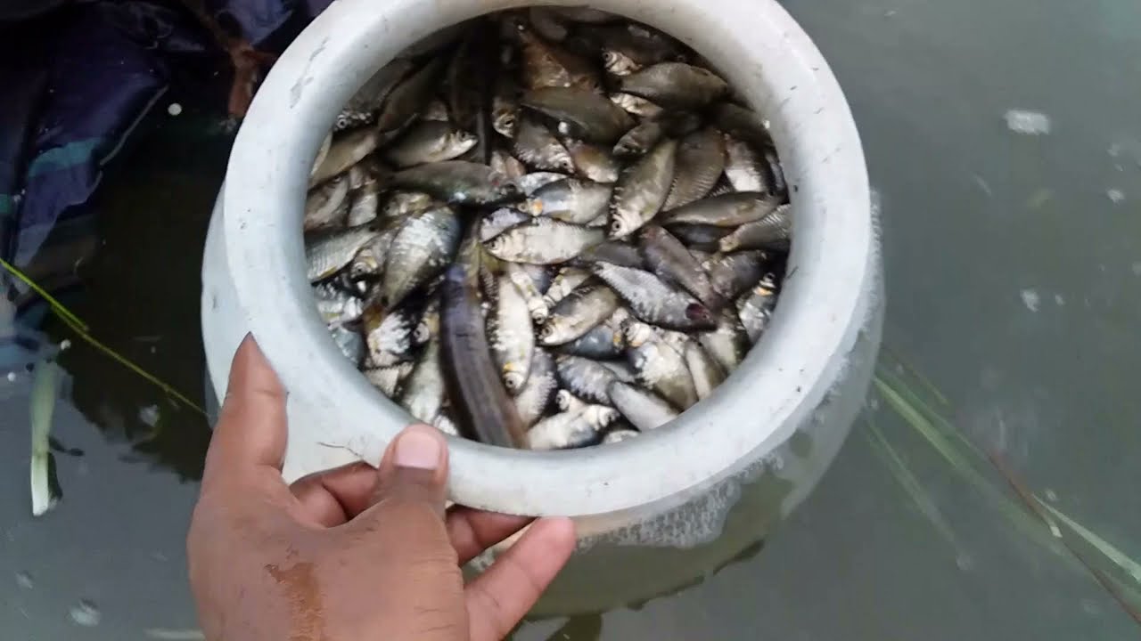 Amazing net fishing plan in a village river . Natural Hunting fish .