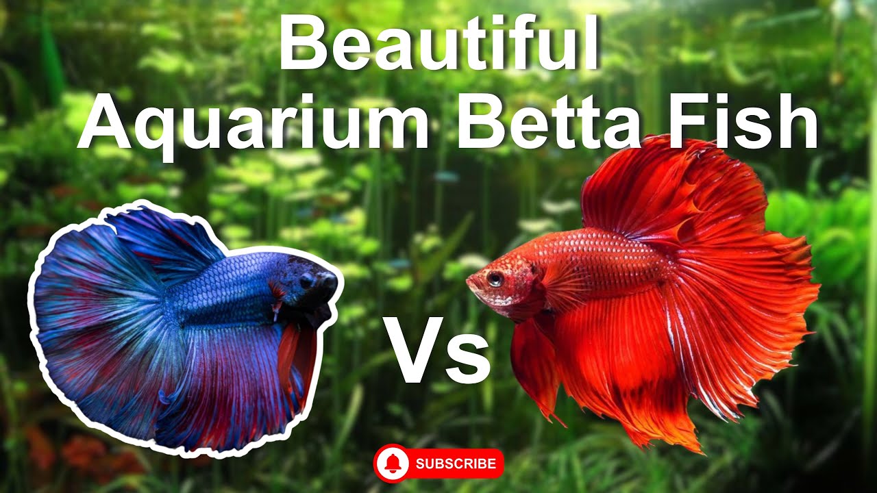 Look Beautiful aquarium betta fish, Nemo fish.