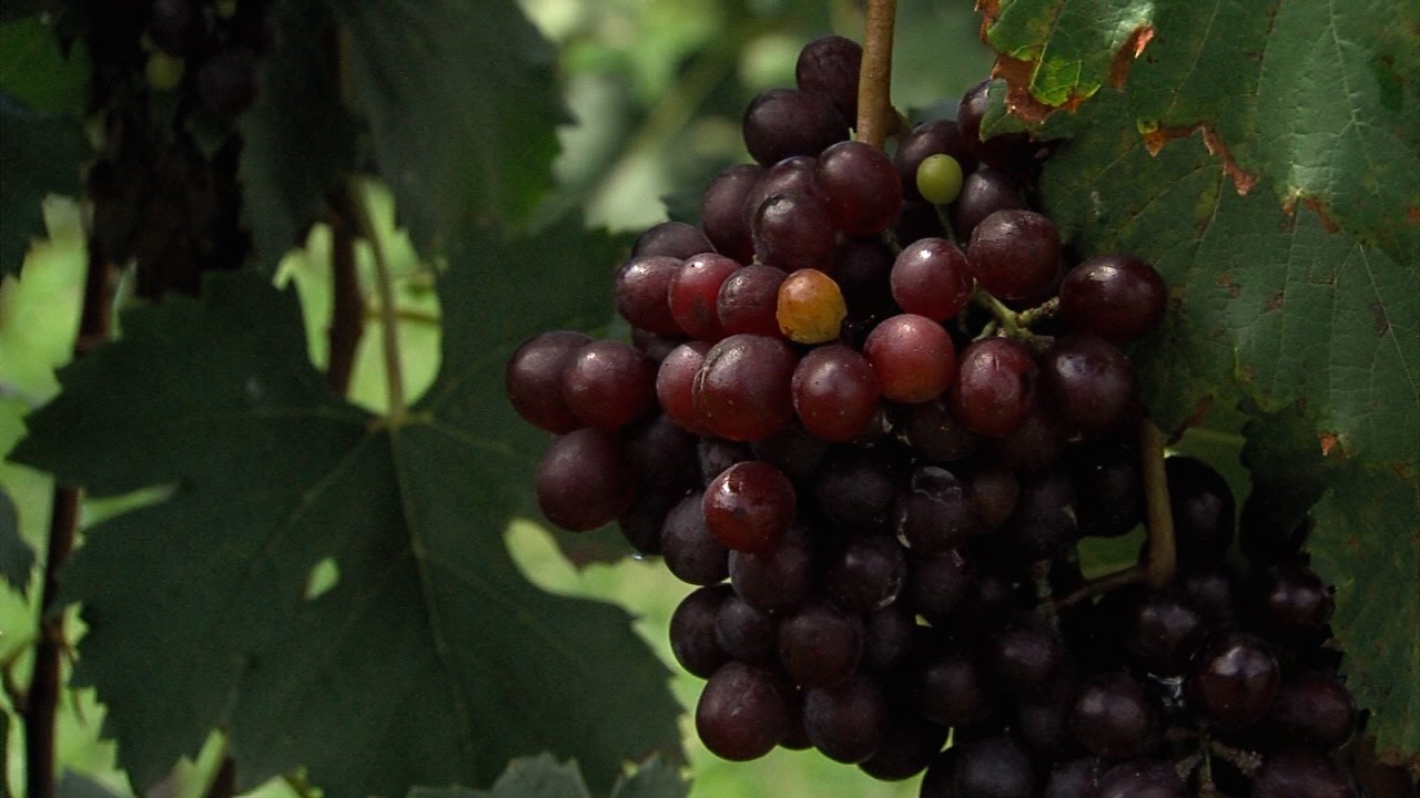 Cómo cultivar uva en Colombia - TvAgro por Juan Gonzalo Angel