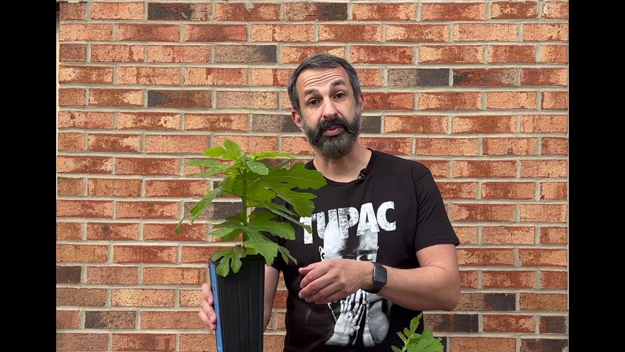 Comprehensive Guide to Rooting Fig Cuttings: Safest and Most Reliable Method (How & Why)