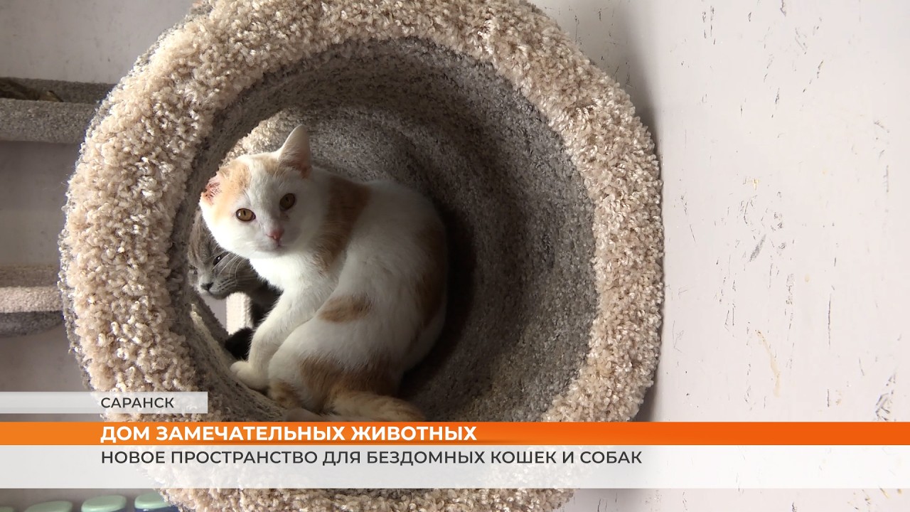 Питомцы из дома замечательных животных живут ищут свою семью