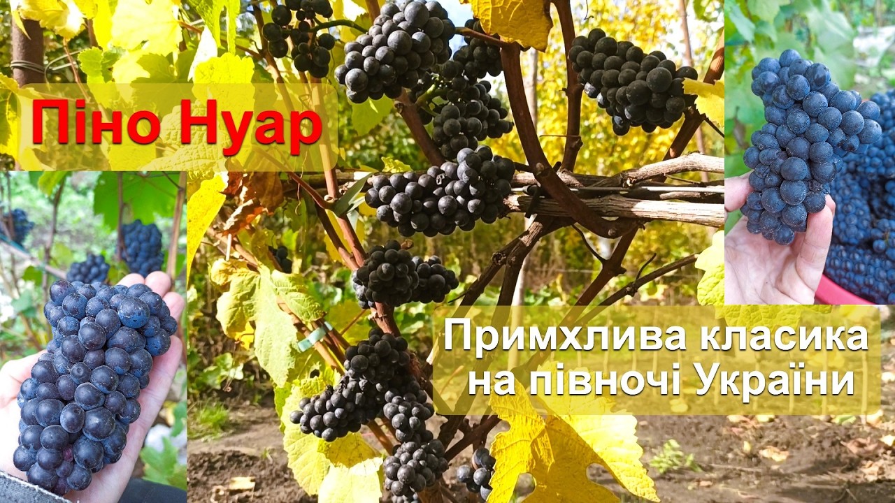 Виноград Піно Нуар - примхлива класика на півночі України
