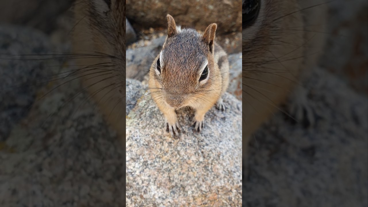 Hey Bud! Feed me Some Nuts! 👋 🐿 🥜