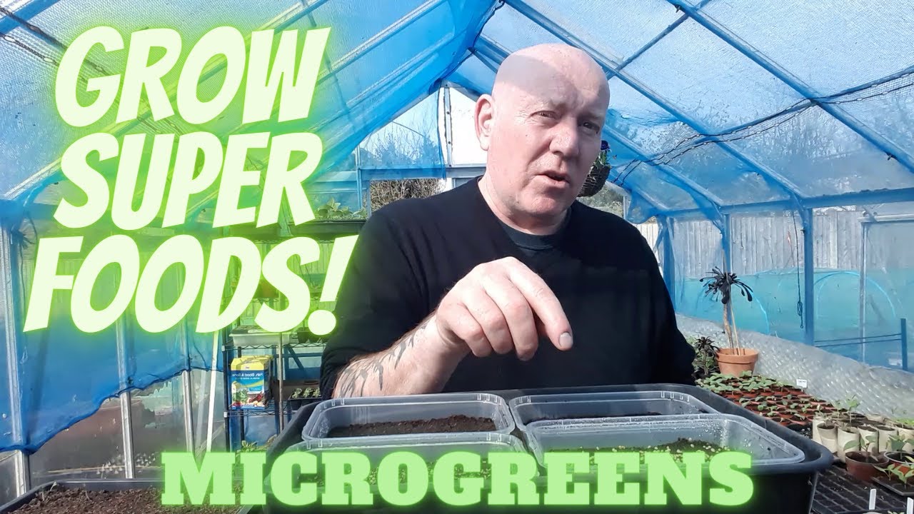 Grow Superfoods Microgreens At Home [Gardening Allotment UK] [Home Growing Veg & Flowers
