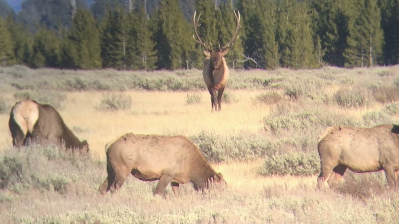 Hello Wyoming, lyrics by Troy Edwards