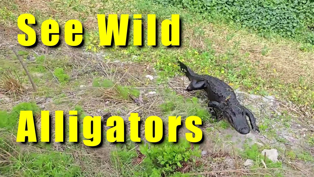 Wild alligators feeding at La Chua Trail, Florida