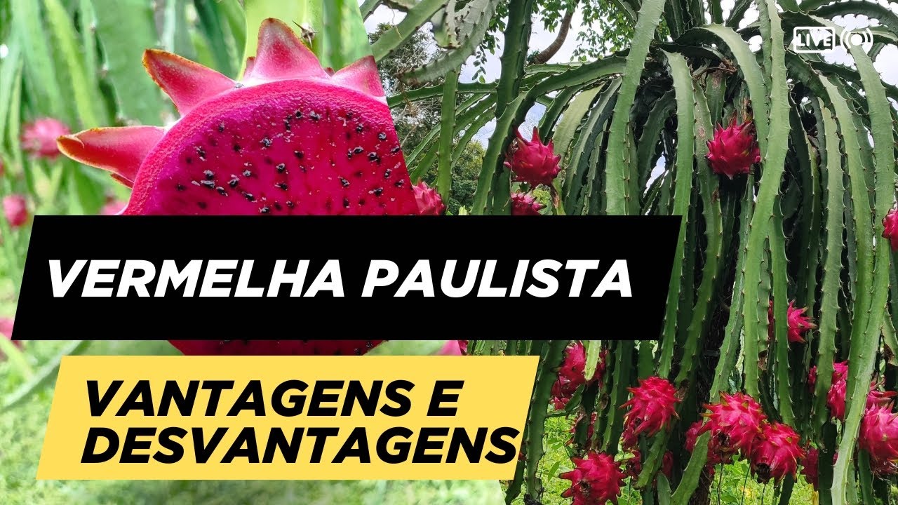 Conheça os 