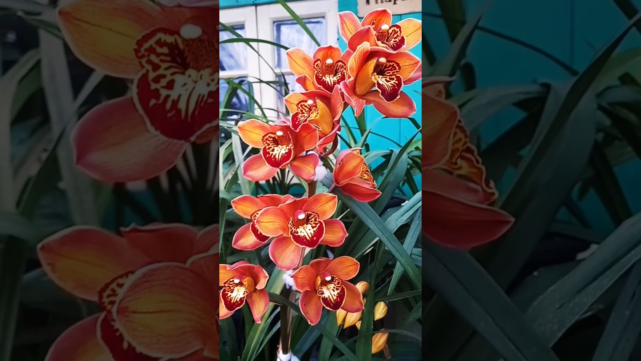 #orchid