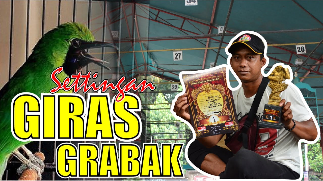 SETTINGAN CUCAK IJO GIRAS GRABAK CUCAK IJO BAHAN GIRAS By HoBi ID