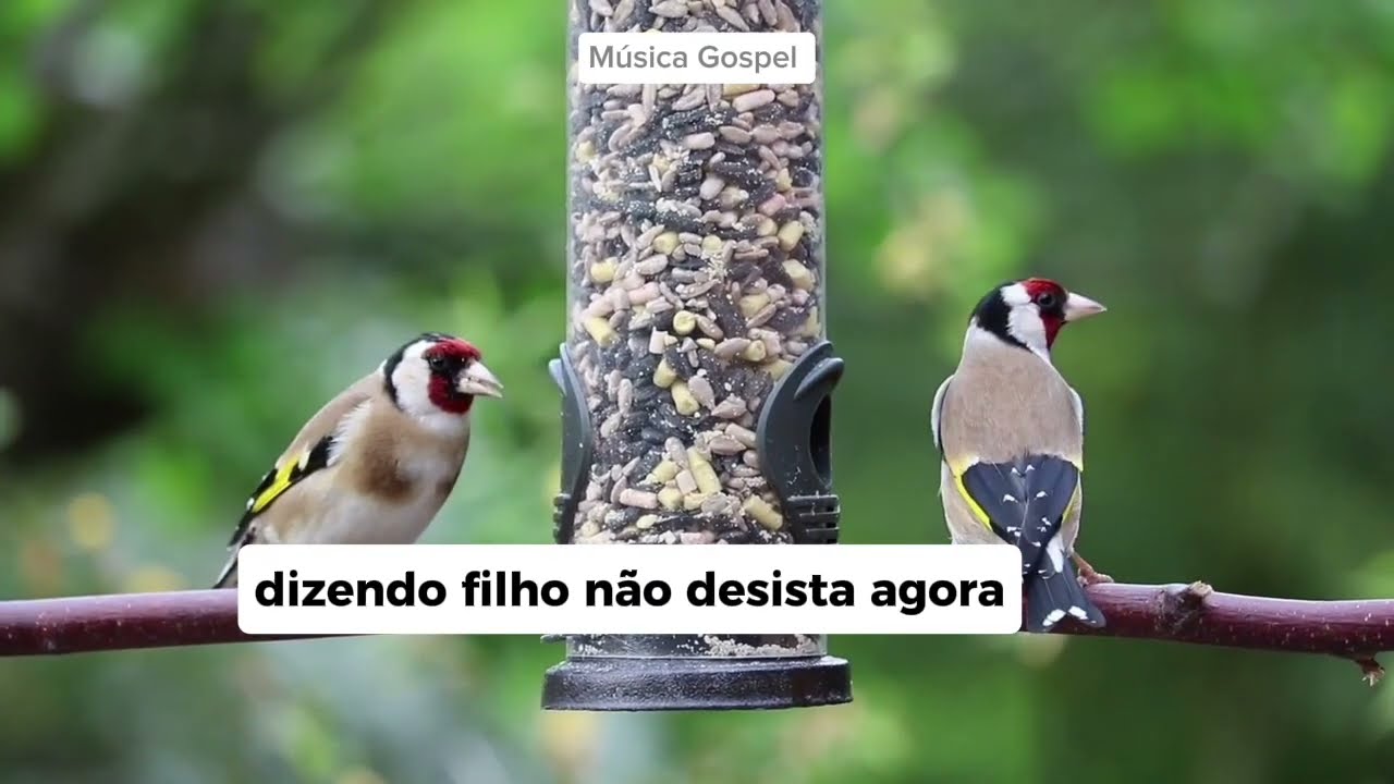 Música Gospel para você dormir 🙏🙏