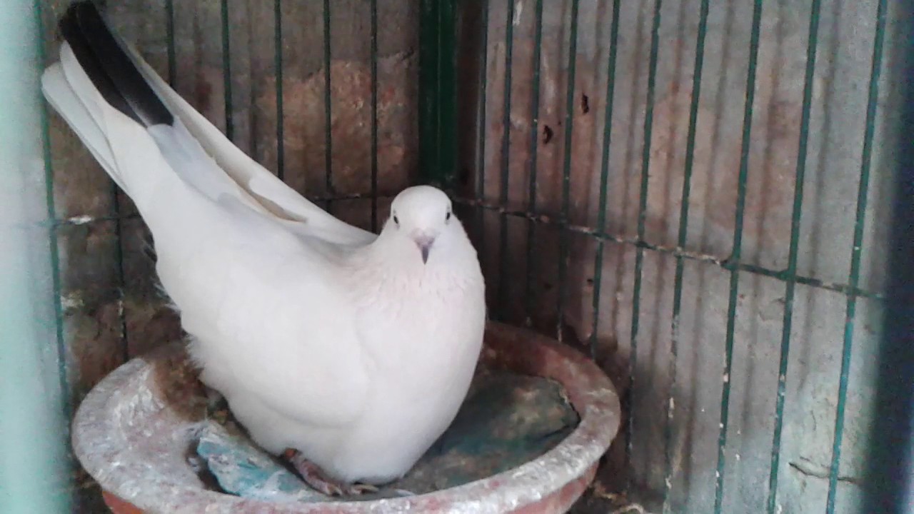 Rupom Pigeons Loft  pigeonsmarket.net