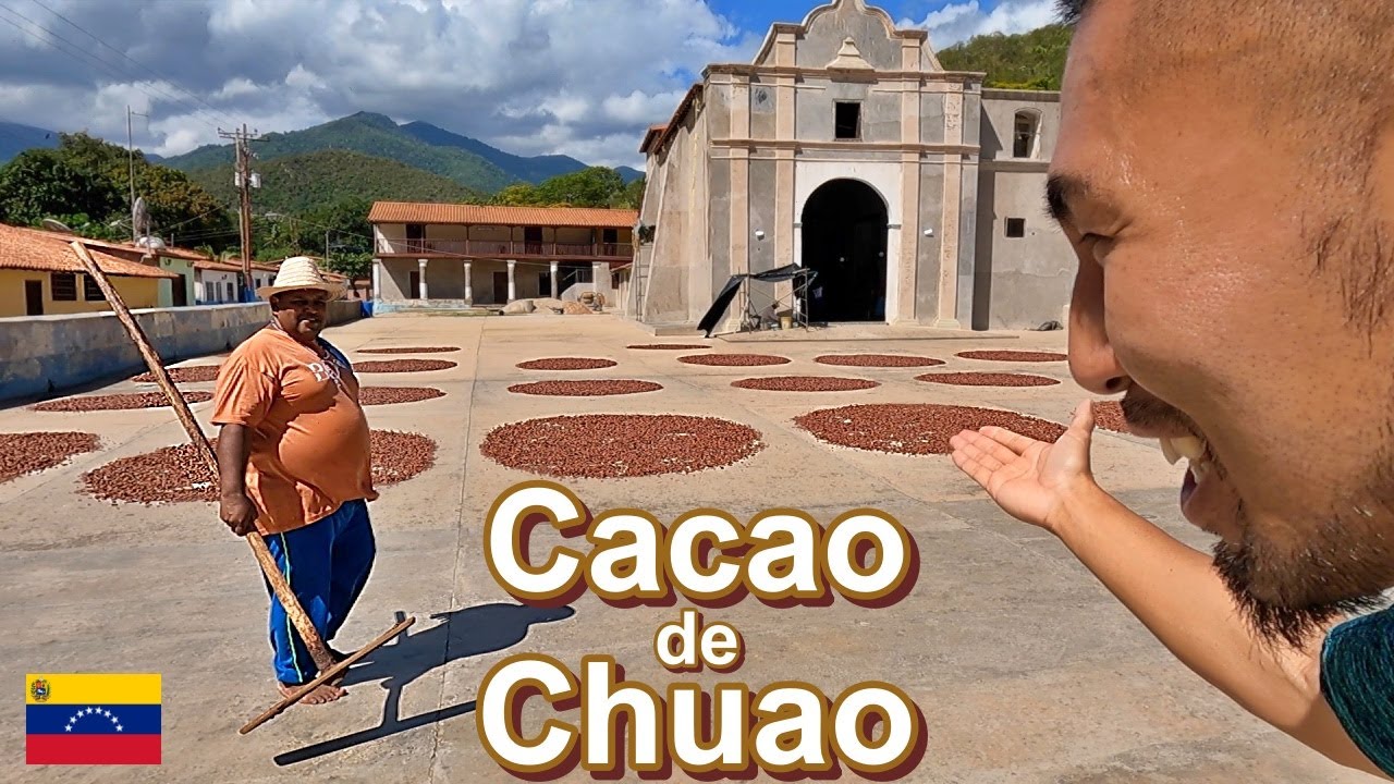 Cacao de Chuao: Uno de Los Mejores Cacaos del Mundo, Sabor a Tradición e Historia | 世界最高のカカオ チュアオ