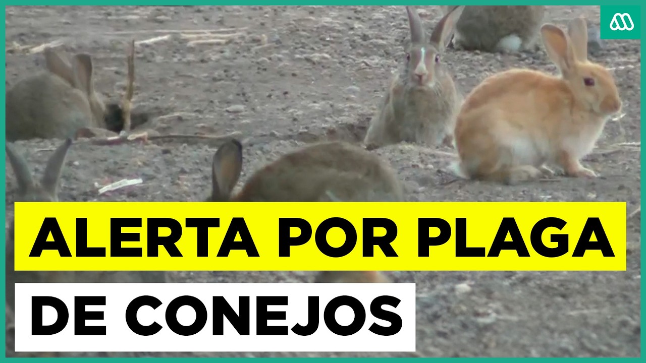 Alerta por plaga de conejos en Las Condes: hay más de 100 en un terreno abandonado