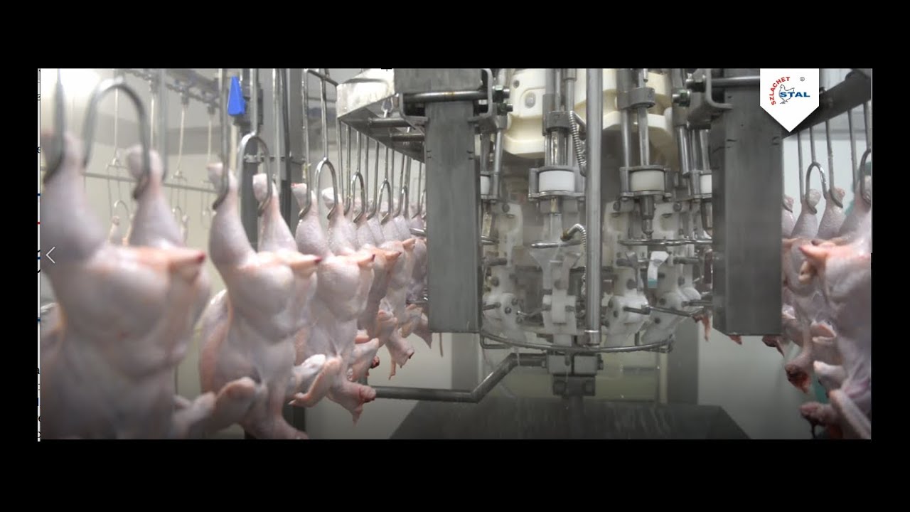 Automaty do patroszenia - Automatic evisceration machines