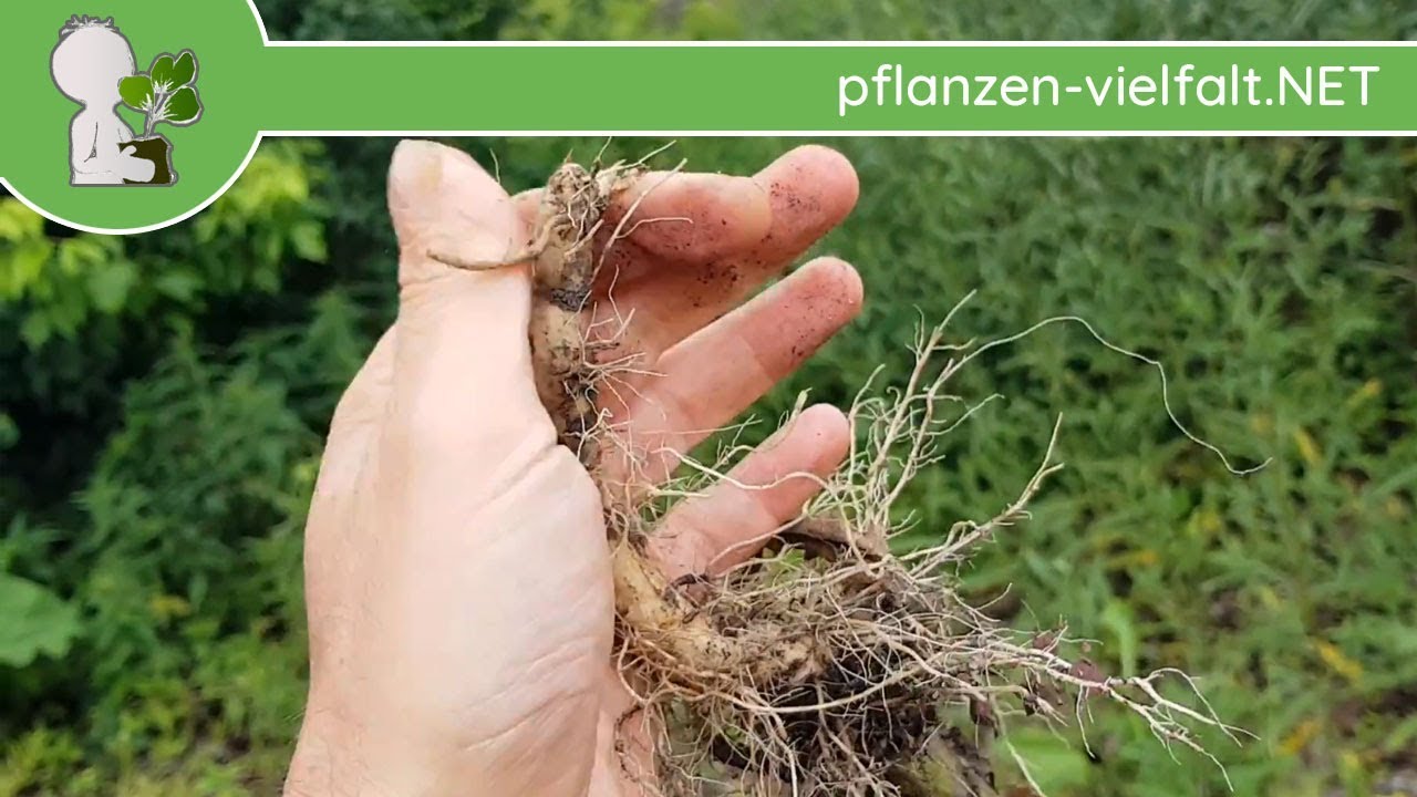 Acker-Kratzdistel - Wurzel/Wurzeln - 14.06.18 (Cirsium arvense) - essbare Wildkräuter Bestimmung