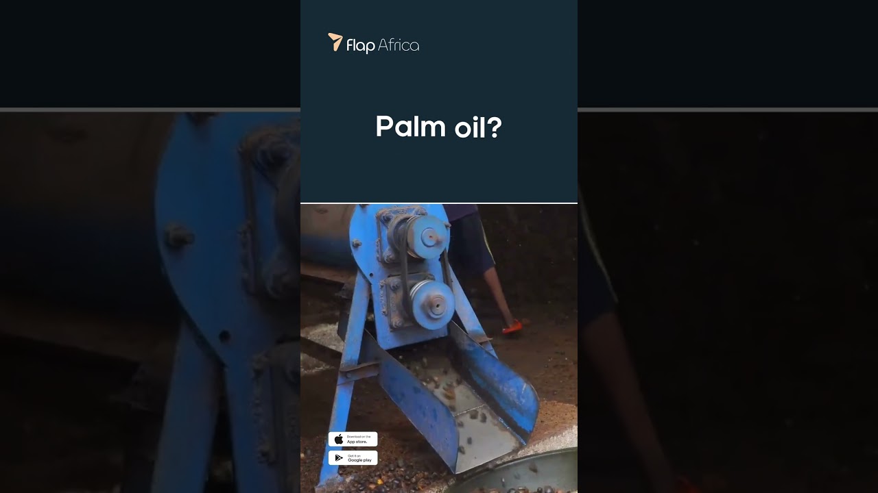 💸 Oil palm plantation vs Shares?
