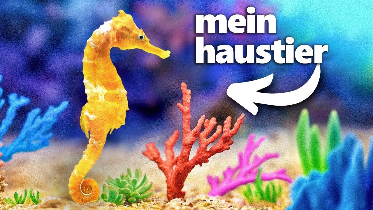 Ich Habe ein Korallenriff Gebaut (für mein seepferdchen)