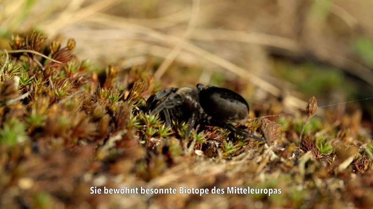 stepníci - Röhrenspinnen - Eresus