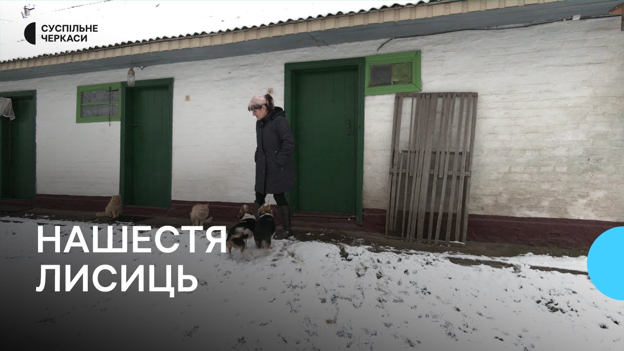 Крадуть курей і не бояться людей: у Золотоніському районі нашестя лисиць