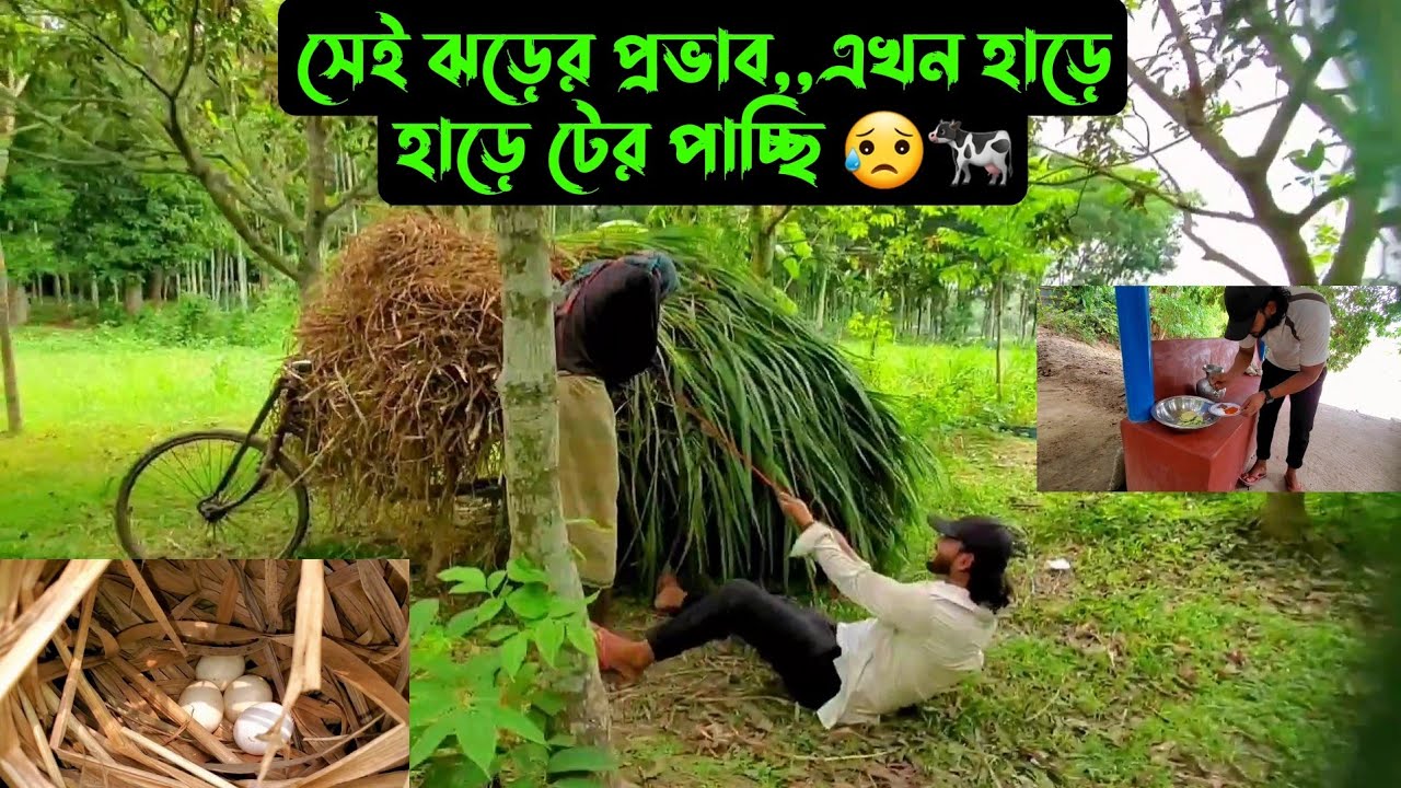 সেই ঝড়ের প্রভাব,,এখন হাড়ে হাড়ে টের পাচ্ছি 😥🐄