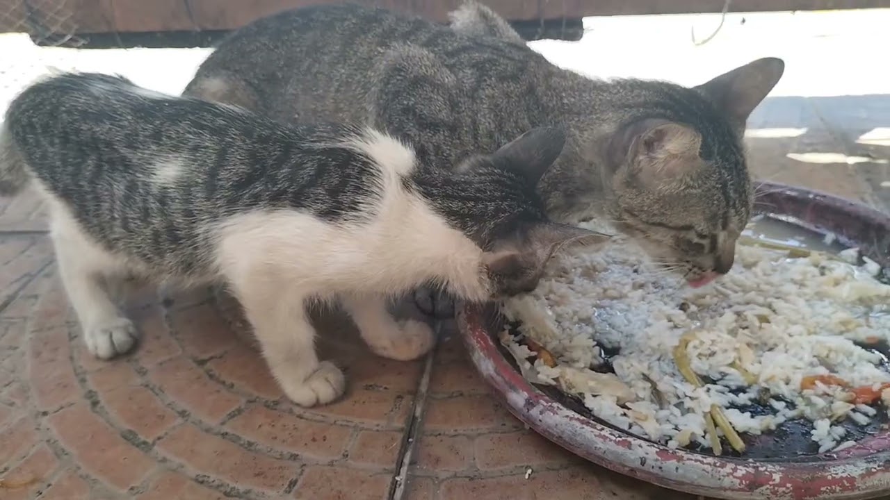 Nagutom ang mag inang Pusa || Tubby and Friends 