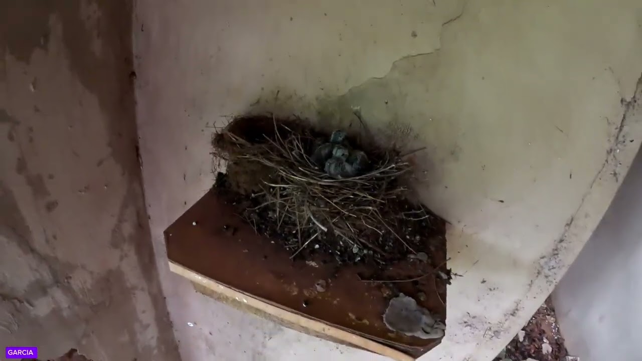 DE VOLTA AO POÇO DA CASA ABANDONADA 