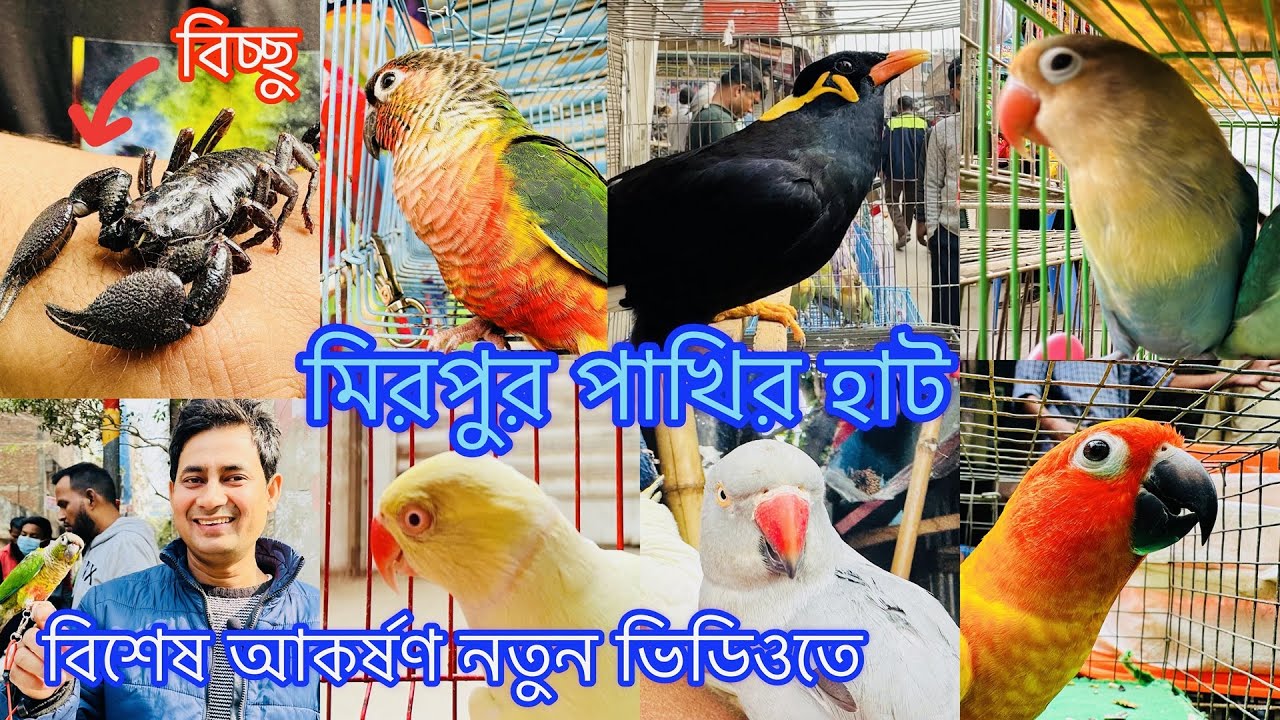 কথা বলা ময়না_জ্যান্ত বিচ্ছু।নানারকম পাখি মিরপুর ১ পাখির হাটে।Mirpur 1 Pakhir Hat@MurshedPets#viral