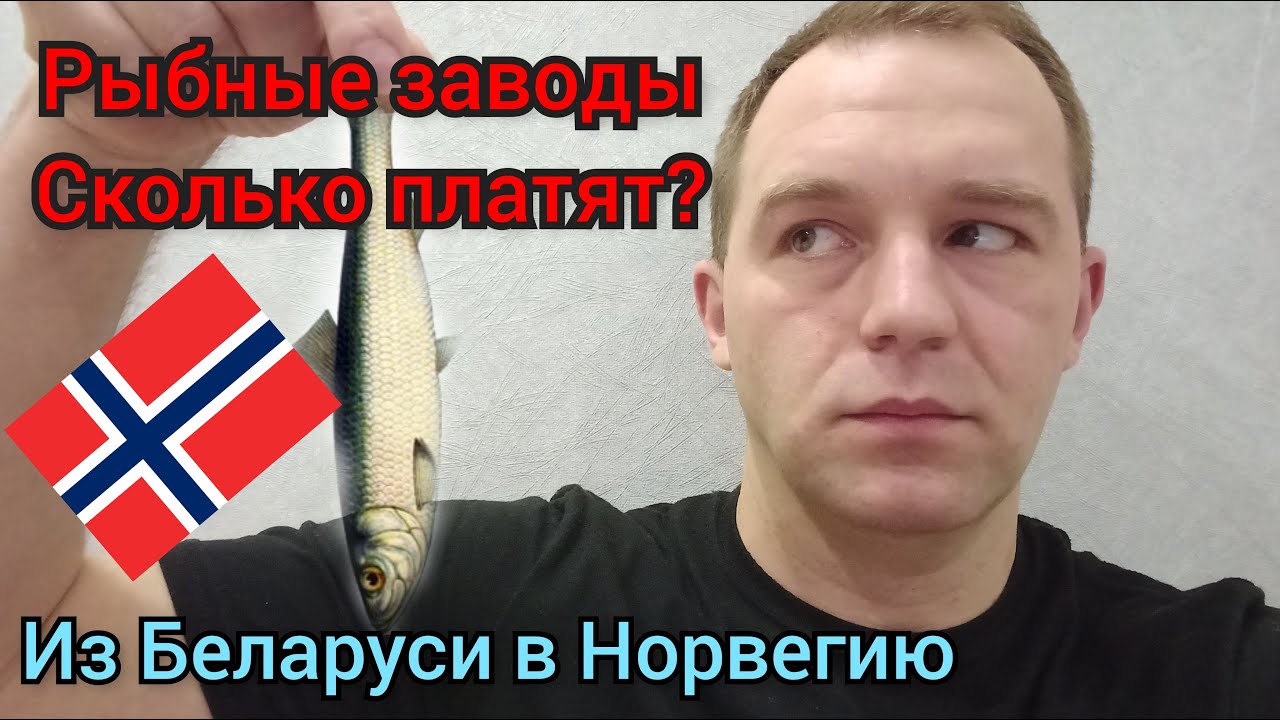 Работа в Норвегии.Рыбные заводы.Сколько же там платят?