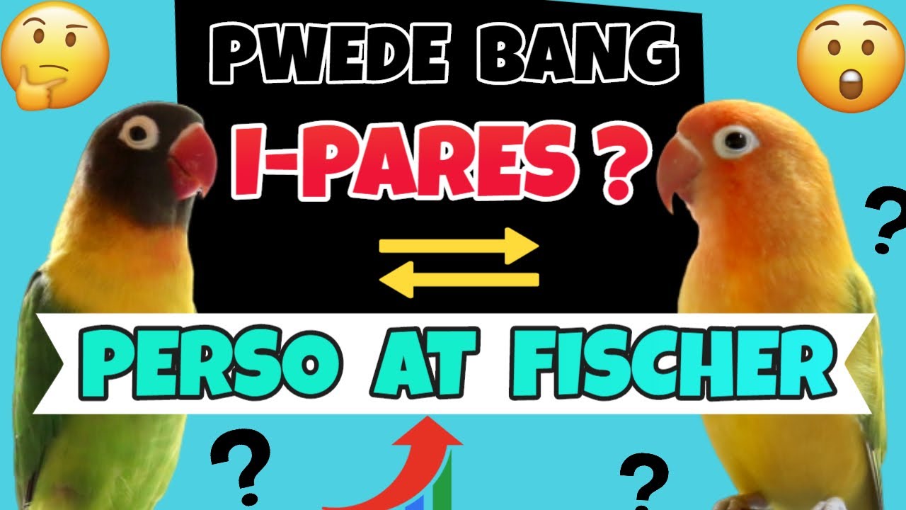 Can You Pair & Breed Personata & Fischer Lovebirds? - Pwede Bang i-Pares Ang Perso sa Fisher
