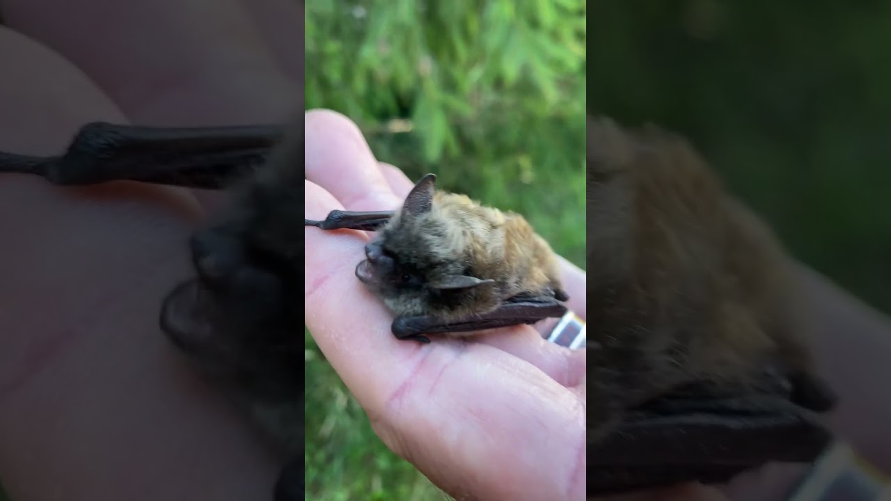 I Made Friends With a Little Brown Bat