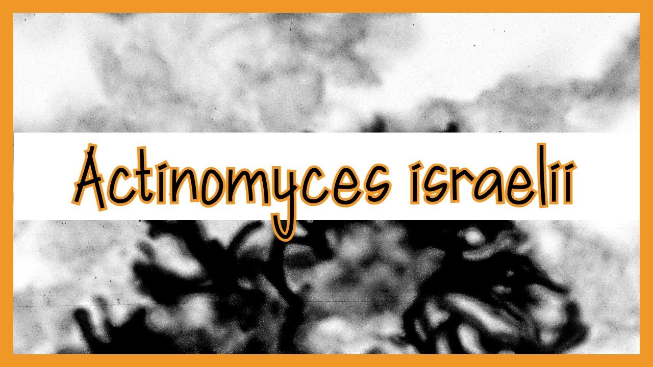 Actinomyces Israelii