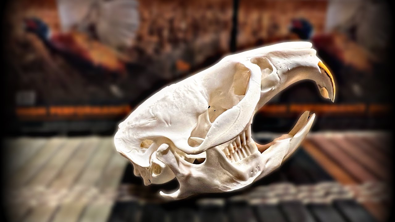 Maceration, degreasing and whitening the down and dirty on cleaning skulls