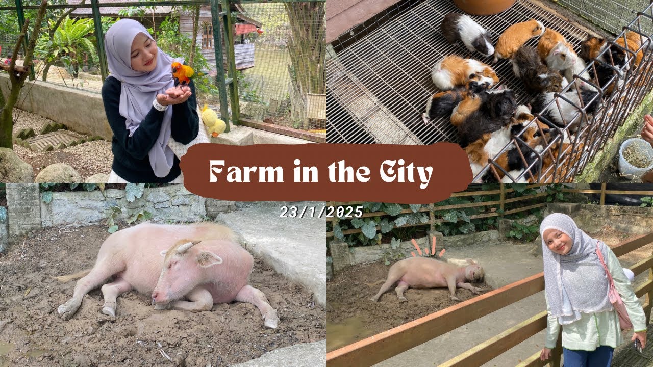 Farm in the City 🩷🦝🐓🦔🌻