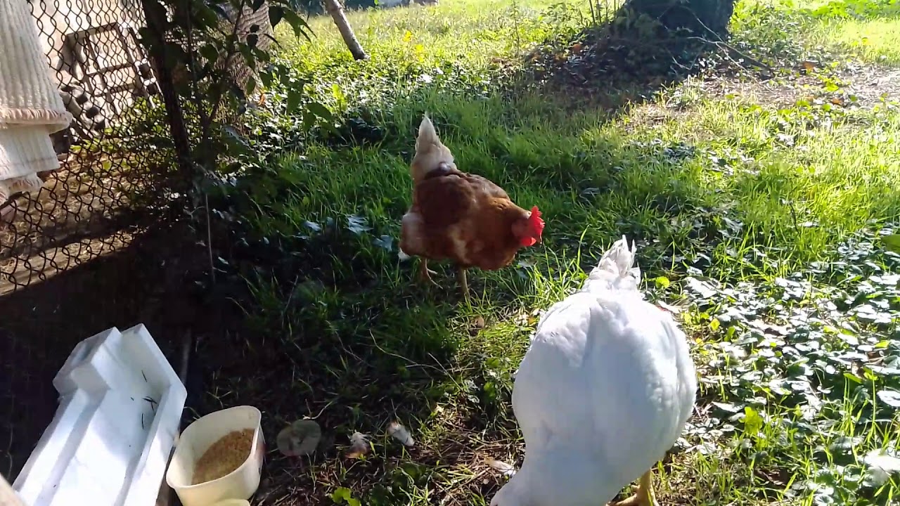 Una ex Gallina ovaiola con una Polla da carne caduta da un camion di Amadori...iniziano a conoscersi