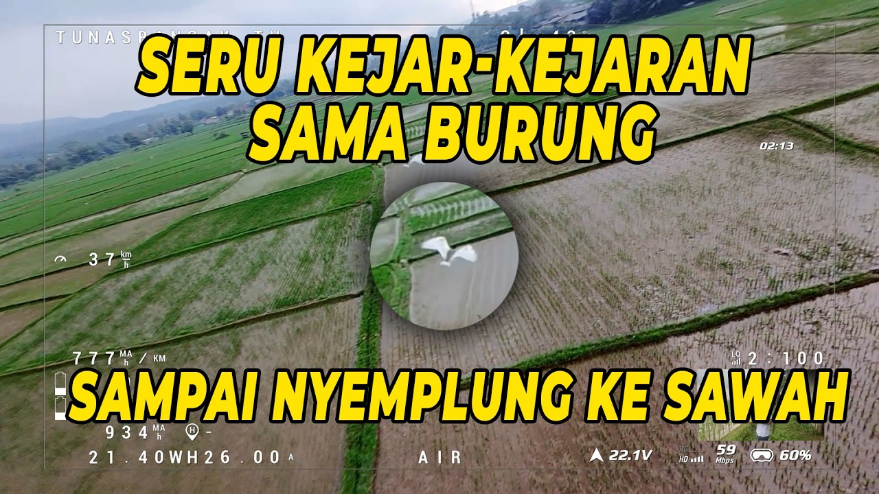 Sawah Lebak Desa Sibanteng Kec. Leuwisadeng | Drone FPV