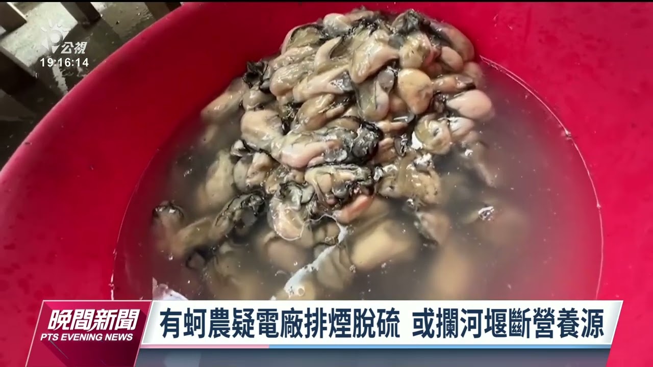 養蚵產量逐年降 水試所、成大助蚵農解決問題｜20230423 公視晚間新聞